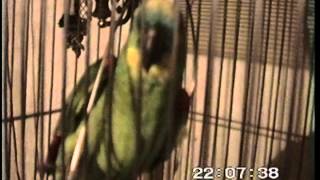 deze papegaai praat echt  this parrot really talks [upl. by Grimona]