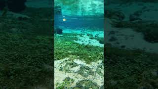 Underwater view of Gilchrist Blue Springs submerged Aquatic Vegetation  Clear Kayak in Florida 🛶☀️ [upl. by Ellehcram]