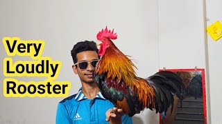 rooster crowing sound effect [upl. by Doro]