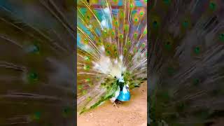 Peacocks EXPLOSIVE Feather Display Will Blow Your Mindpeacock birds nature love shorts [upl. by Akiret]