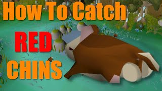 How to Hunt Red Chinchompas in 2 Minutes Or Less osrs [upl. by Renrag]