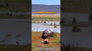 Hyena vs Hippo The Ultimate Survival Showdown [upl. by Canty726]