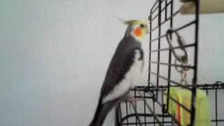 Cute cockatiel singing a lot of songs [upl. by Trawets]