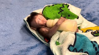 Baby monkey falling asleep 😴 babymonkey monkey cute pets pet [upl. by Drarig]