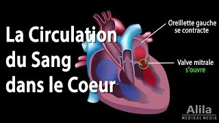 La Circulation du Sang dans le Coeur Animation [upl. by Diane]