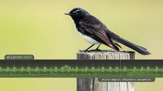 Willie Wagtail Calls amp Song The sounds of a Willie Wagtail singing in the Australian bush [upl. by Idnic]