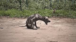 A neglected stray dog lived by the garbage dump skeletal like a bat no one willing to come near [upl. by Oderfigis635]