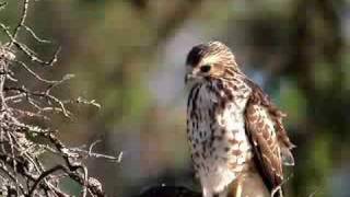 Broadwinged Hawk [upl. by Sowell688]