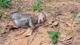 macaquinho ficou desesperado por que sua mãe deixou ele um pouquinho [upl. by Selemas773]