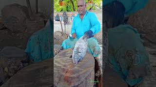 Kall koduva fish cutting kasimedu Fish Cutting kasimedu meengal [upl. by Kcinemod742]