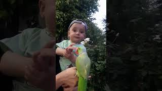 Talking Parrot With Baby  Ringneck Indian Talking Parrot  parrots birds [upl. by Luttrell957]