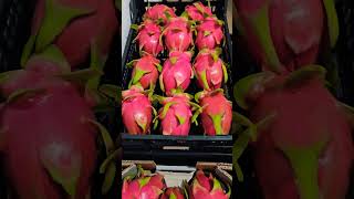 pitahaya andalucía sevilla fruit [upl. by Dunston]