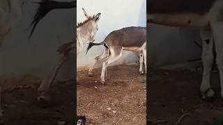 animals donkeysanctuary donkeyfarm horse donkey wildlife cow animal duetz comedyfilms [upl. by Odrick]