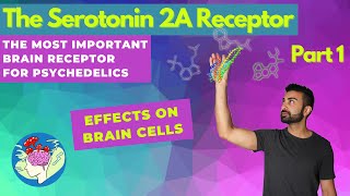 The Serotonin 2A Receptor Pt 1 Brain Effects  The Psychedelic Brain Receptor  Pharmacology [upl. by Drusie]