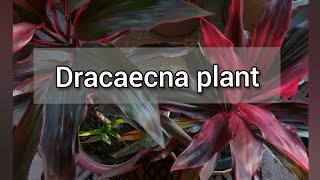 Dracaena Plant  How to grow Dracaena Plant  Red Dracaena Plant Care  Plant Tips For Beginners [upl. by Aenyl138]