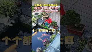 阿姨吆喝一声准备喂鱼，拿出勺子的那一刻就知道事情不简单…… 搞笑鱼 萌宠 [upl. by Pembrook]