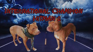 International Champion HitMan2 apbt dogtype dogbreed [upl. by Welch]