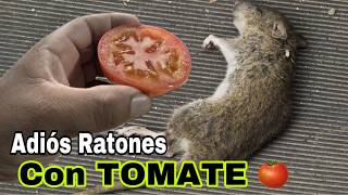 Como Eliminar RATONES de manera FÁCIL con TOMATE [upl. by Evy65]