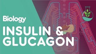 Insulin and Glucagon  Physiology  Biology  FuseSchool [upl. by Eudoca]