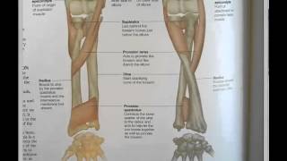 ICD 10 PCS Guidelines B35 Overlapping body layers [upl. by Hutson]