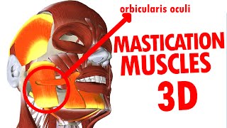 Muscles of Mastication  Jaw And Mandible  Face Anatomy part 3 [upl. by Htenywg]