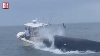 Buckelwal versenkt ein Fischerboot vor der Ostküste der USA  Spektakuläres Video [upl. by Pulchi]