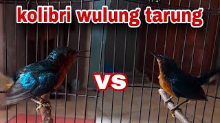 Kolibri Wulung Gacor Tarung Ngotot Full Tembakan Bongkar Isian [upl. by Sadirah210]