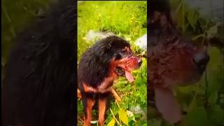 పాపం కుక్క పరిస్థితి ఘోరంLeopard attacks pet dog wildattack janardhanfactz [upl. by Iadahs295]