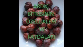 ŞİFALI BİTKİLERARDIÇ BİTKİSİNİN ÖZELLİKLERİ VE FAYDALARI [upl. by Ame]