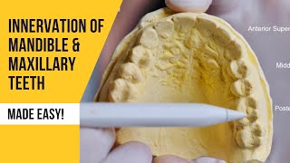 Innervation of Mandible amp Maxillary Teeth Made Easy [upl. by Ennyrb533]