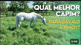 QUAL MELHOR CAPIM PARA CAVALO [upl. by Rickard]