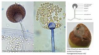 Part 4 Conidiospores Sporangiospore Zygospores Macroconidia microconidia [upl. by Hannon]