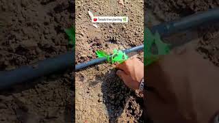 Tomato trees planting 🍅🌿 farming viralvideo ashortaday ashortaday [upl. by Acinahs]