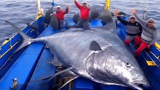 Unbelievable Giant Swordfish Caught with Harpoon Watch the Most Intense Catch and Filleting Ever [upl. by Rellek662]