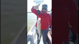 PEJERREY DEL DÍA 1500 kg fishing fish argentina fishingvideo amigos pesca pescaria pescador [upl. by Wattenberg]