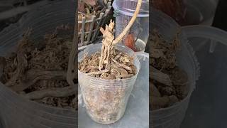 Its simple to revive a withered orchid howtogroworchids orchids [upl. by Nealey]