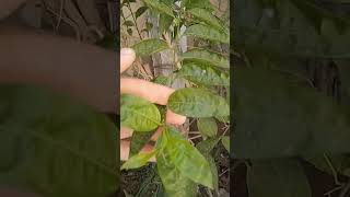 المشخص في البيطرة نبات مسك الليل و اسمه العلمي اللاتيني Cestrum noctornum ممكن أن يكون ساما للأغنام [upl. by Sykes]