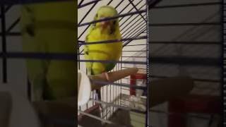 My budgie Jijuf purring like a cat Super cozy [upl. by Paxton311]