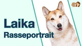 Laika Hund im Rasseportrait Kennst du alle Fakten zu dieser besonderen Hunderasse [upl. by Neetsyrk189]