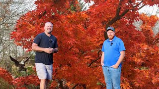 Amazing Japanese Maple 🍁🍁🍁🍁🍁🍁 [upl. by Sone105]