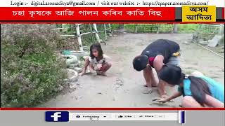 মথুৰাপুৰত কাতি বিহুৰ ব্যাপক প্ৰস্তুতি [upl. by Sirret]