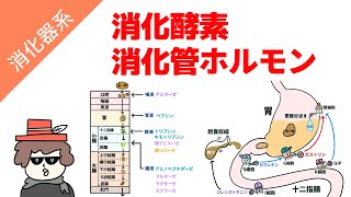 消化酵素と消化管ホルモンの覚え方 [upl. by Hashimoto]