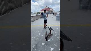 Tampa Florida fishing with Pelican bird [upl. by Means597]