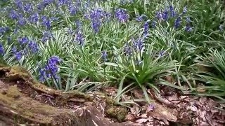 Bluebells Barnsdale Wood Rutland Water Spring 2016 [upl. by Raine845]