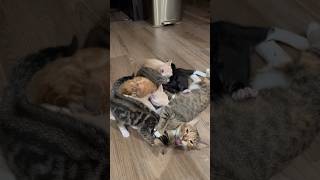 They Won’t Always Be So Little 🐱😖  Week 95  Short 304 cat kitten animals pets dailyvlog [upl. by Carla]