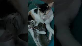 Cat Lovers  kittens feeding newborn with mom [upl. by Ahsilrae439]