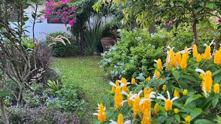 LINDOS CACHOS DE FLORES AZUIS DELICADOS PARA UM JARDIM ENCANTADOR BELA EMÍLIA [upl. by Darnok]