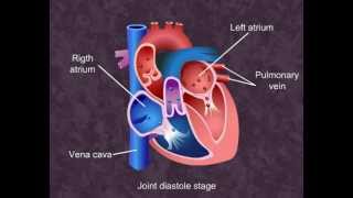 Cardiac Cycle  Body Fluids and Circulation Class XI Meritnationcom [upl. by Nat594]