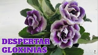 Gloxinia snningia cultivo como despertar bulbos chuyito jardinero [upl. by Norel]