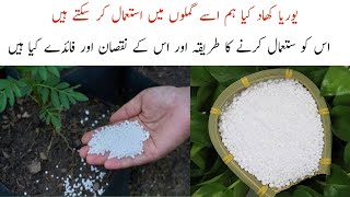 What is Urea Fertilizer for Plants  How to use Urea Fertilizer  Full Update  urduhindi [upl. by Assiralk]